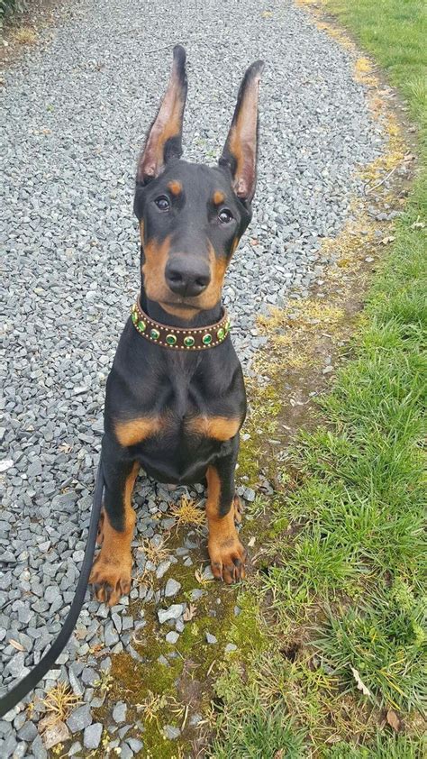 De 25+ bedste idéer inden for Doberman puppies på Pinterest | Doberman ...