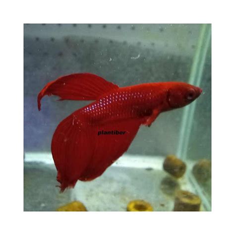 Betta Splendens Velo Rojo Intenso Plantiber