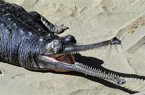 Other Crocodiles, Caimans / Gharials - MarineThemes Stock Photo Library