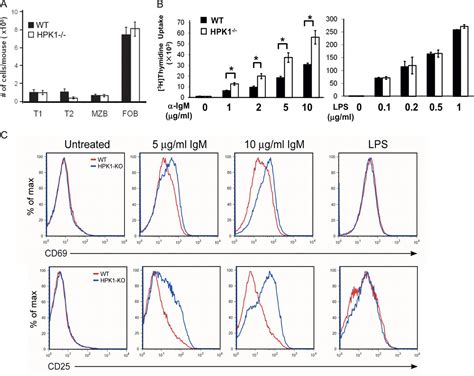 Down Regulation Of B Cell Receptor Signaling By Hematopoietic