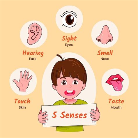 hand drawn  senses illustration  vector sense organs chart