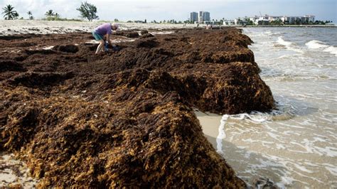 Sargassum, brown seaweed blobs, take over Florida waters: See photos