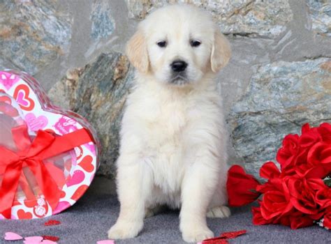 English Cream Golden Retriever Puppies for Sale - Keystone Puppies