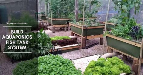 Build Aquaponics Fish Tank System - The Aquarium Adviser