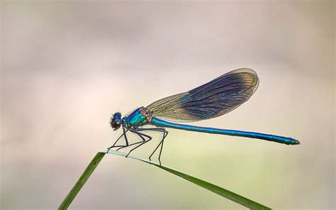 Dragonflies And Damselflies Insect Week