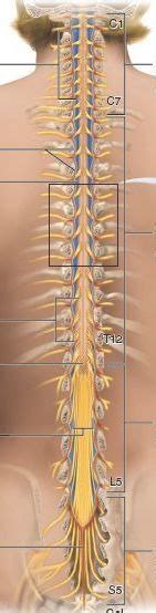 Neuroanatomy Spinal Cord Diagram Quizlet