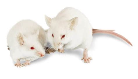 The Complete Albino Rat Pet Guide - LittleFurryPets