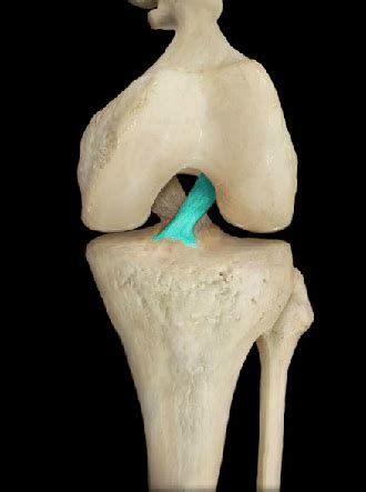 Ch 7 Joints Ligament Cartilage Flashcards Quizlet