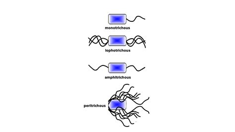 Give the classification of bacteria based on the arrangement and number ...