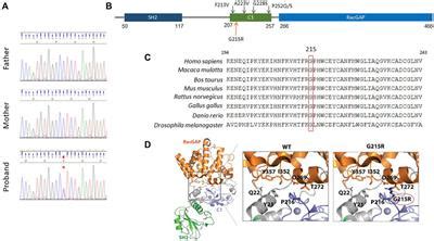 Frontiers Case Report Identification Of A Novel Variant P Gly Arg