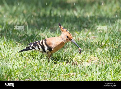 With Cutworm In Beak Hi Res Stock Photography And Images Alamy