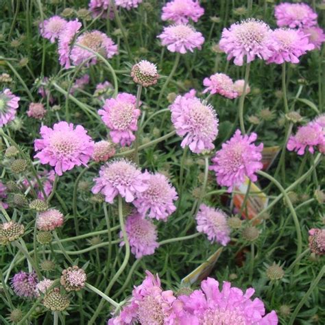 Scabious Pink Mist Scabiosa Pincushion Flower