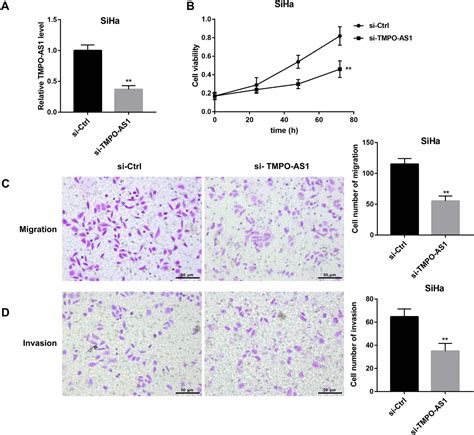 Figure 1 From Long Non Coding RNA TMPO AS1 Promotes Cervical Cancer