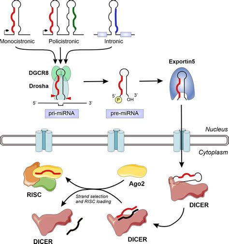 Schematic Representation Of The MiRNA Biogenesis Pathway Including All