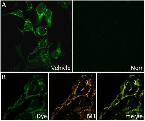 Figure From A Fluorescent Based Assay For Live Cell Spatially