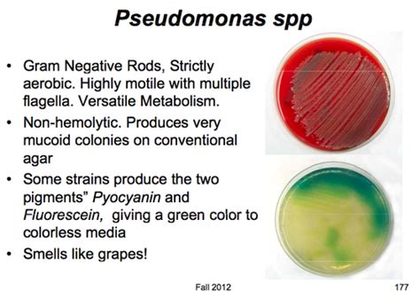 Microbial Diversity Of Bacteria Flashcards Quizlet