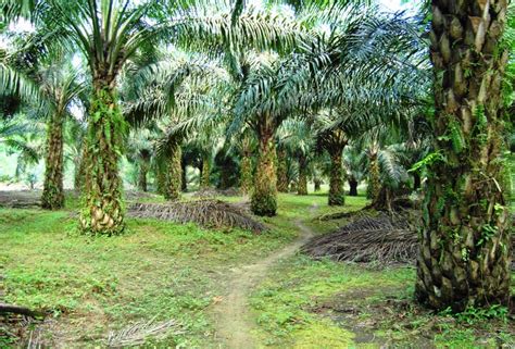 SEPUTAR KELAPA SAWIT Arsip KEBUN SAWIT DIJUAL