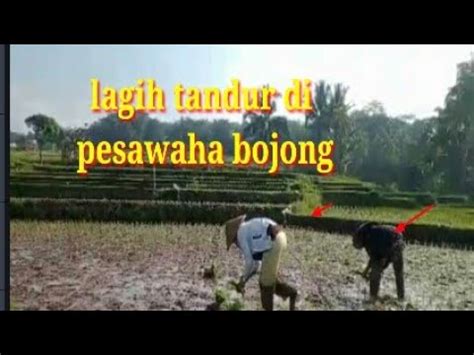 Di Pesawahan Kp Bojong Desa Mekar Sari Selaawi Garut YouTube