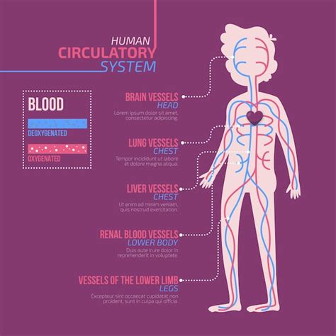 Infográfico Do Sistema Circulatório Em Design Plano Vetor Grátis