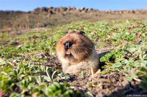 Giant Root-rat | Will Burrard-Lucas