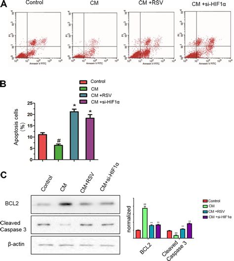 Resveratrol Reverses The Inhibitory Effects On Apoptosis In Pancreatic