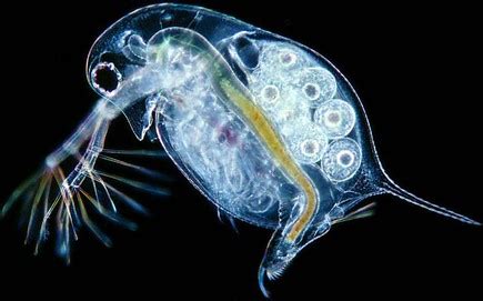 Daphnia Taxonomy - A STUDY OF THE HEART