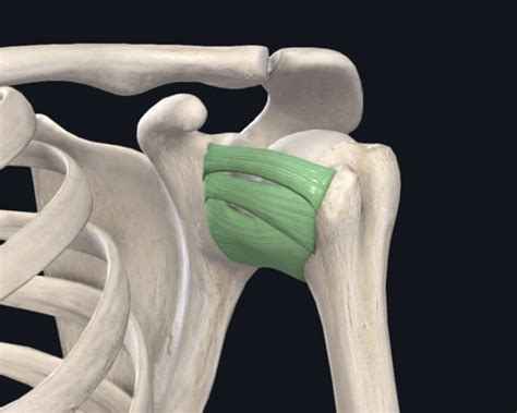 Shoulder Joint Flashcards Quizlet