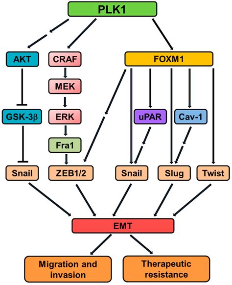 Cancers Free Full Text The Emerging Role Of Polo Like Kinase 1 In Epithelial Mesenchymal