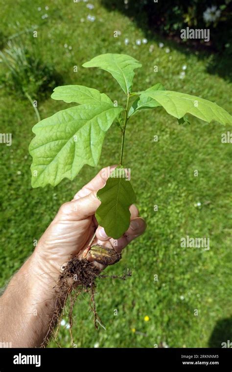 Northern Red Oak Quercus Rubra Seedling Of An Oak Tree In The Hand