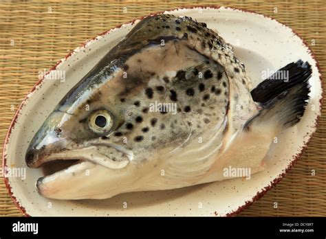 Salmon Fish Head Stock Photo Alamy