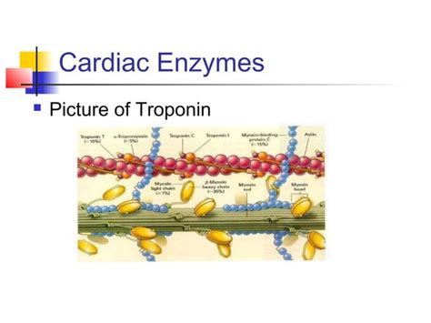 Cardiac enzymes | PPT