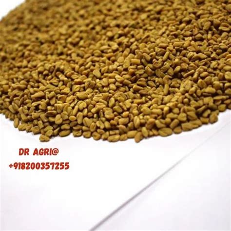 Fenugreek Seeds Methi Dana At ₹ 64kg Kasuri Methi Seed In Rajkot