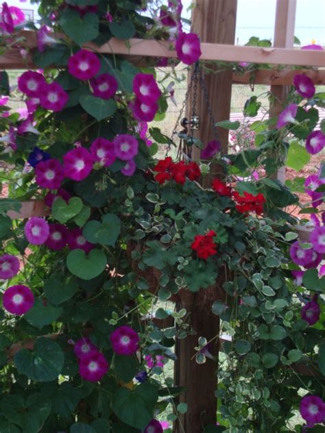 Brilliant Morning Glory Trailing Plant Beadboard Deck Rail Planter