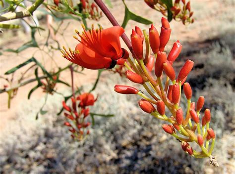 Batswing Coral Tree Ausemade