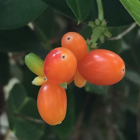 Lonicera sempervirens (Trumpet or Coral Honeysuckle)