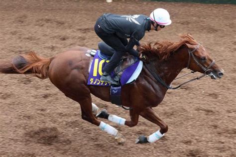 【菊花賞】ダノンデサイル 王者の風格 51年ぶりダービーとの2冠へ不安なし 競馬ニュース Netkeiba