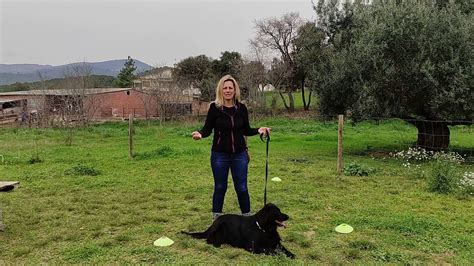 Como Pasear Con Mi Perro Sin Que ESTIRE De La Correa CURSO DE