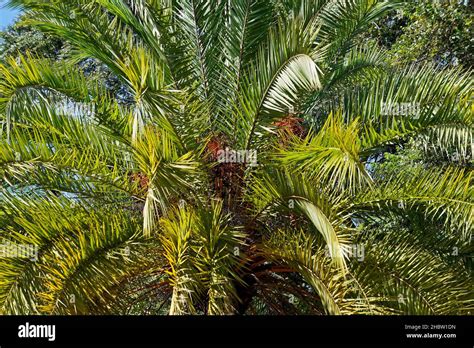 Date Palm Tree On Tropical Garden In Minas Gerais Brazil Stock Photo