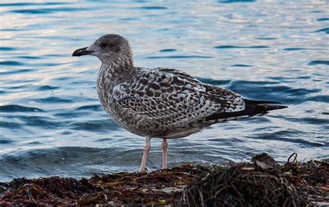 10 Types of Seabirds: An Overview (with Pictures) - Optics Mag