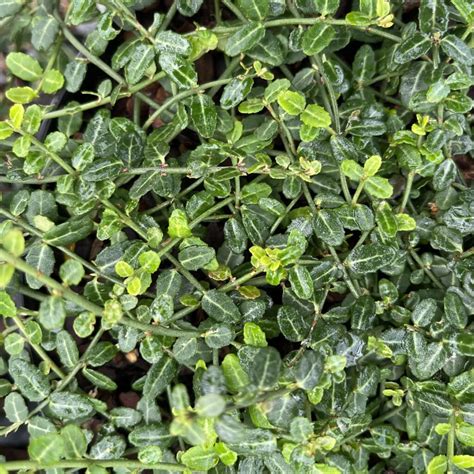 Buy Euonymus Fortunei Kewensis Architectural Plants