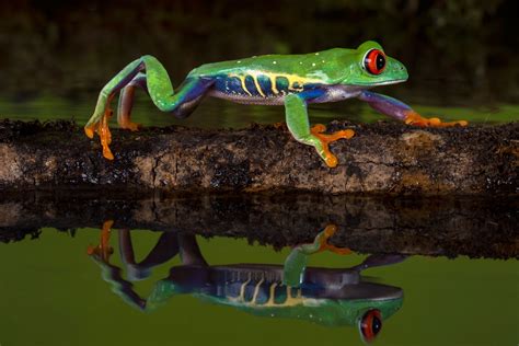 Frogs 4k Wallpapers Wallpaper Cave