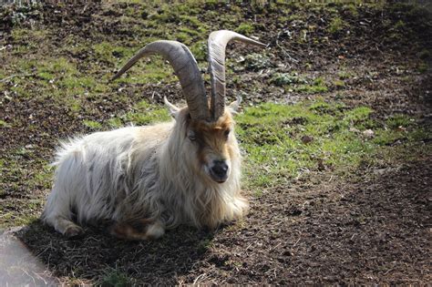 Goat Horns Animal Free Photo On Pixabay