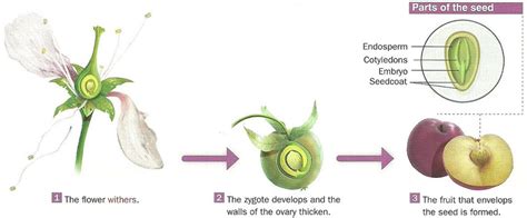 Fruit And Seed Formation In Plants