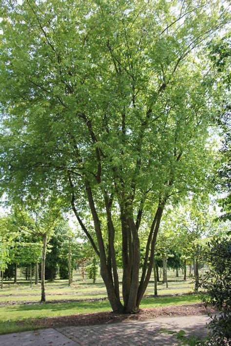 Acer Sacharinum Multistem Tree Nursery Apeldoorn Boomspecialisten