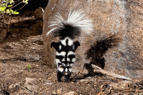 A Western Spotted Skunk performing a handstand : r/aww