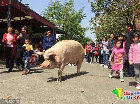 汶川地震“猪坚强” 众多游客看望成“明星” 图片 中国小康网