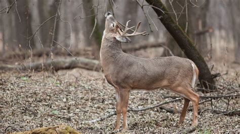 Two Special Deer Hunts Will Be Held In Minnesota To Combat CWD Bring