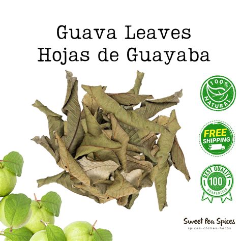 Guava Dried Whole Leaves Guava Leaf Tea Hojas De Guayaba Secas bulk ...