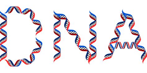 Dna Deoxyribonucleic Acid Free Vector Graphic On Pixabay