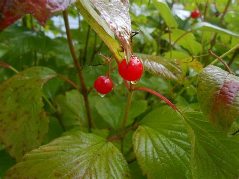 Viburnum Opulus Var Americanum Aka American Cranberry Bush It Is An